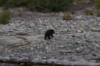 Grizzly Baby Bärenausflug