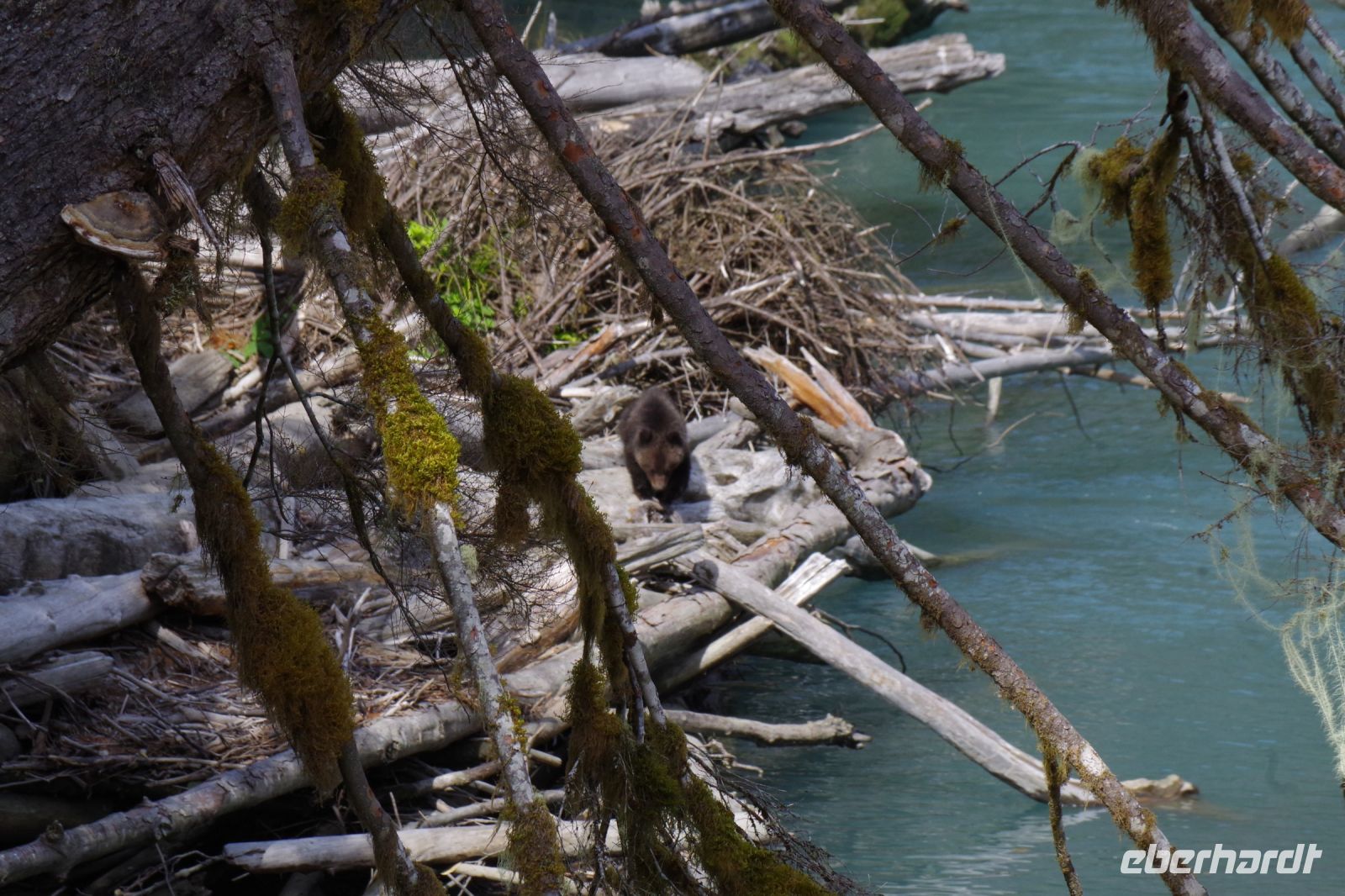 Grizzly Baby Bärenausflug 4