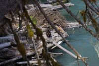 Grizzly Baby Bärenausflug 4