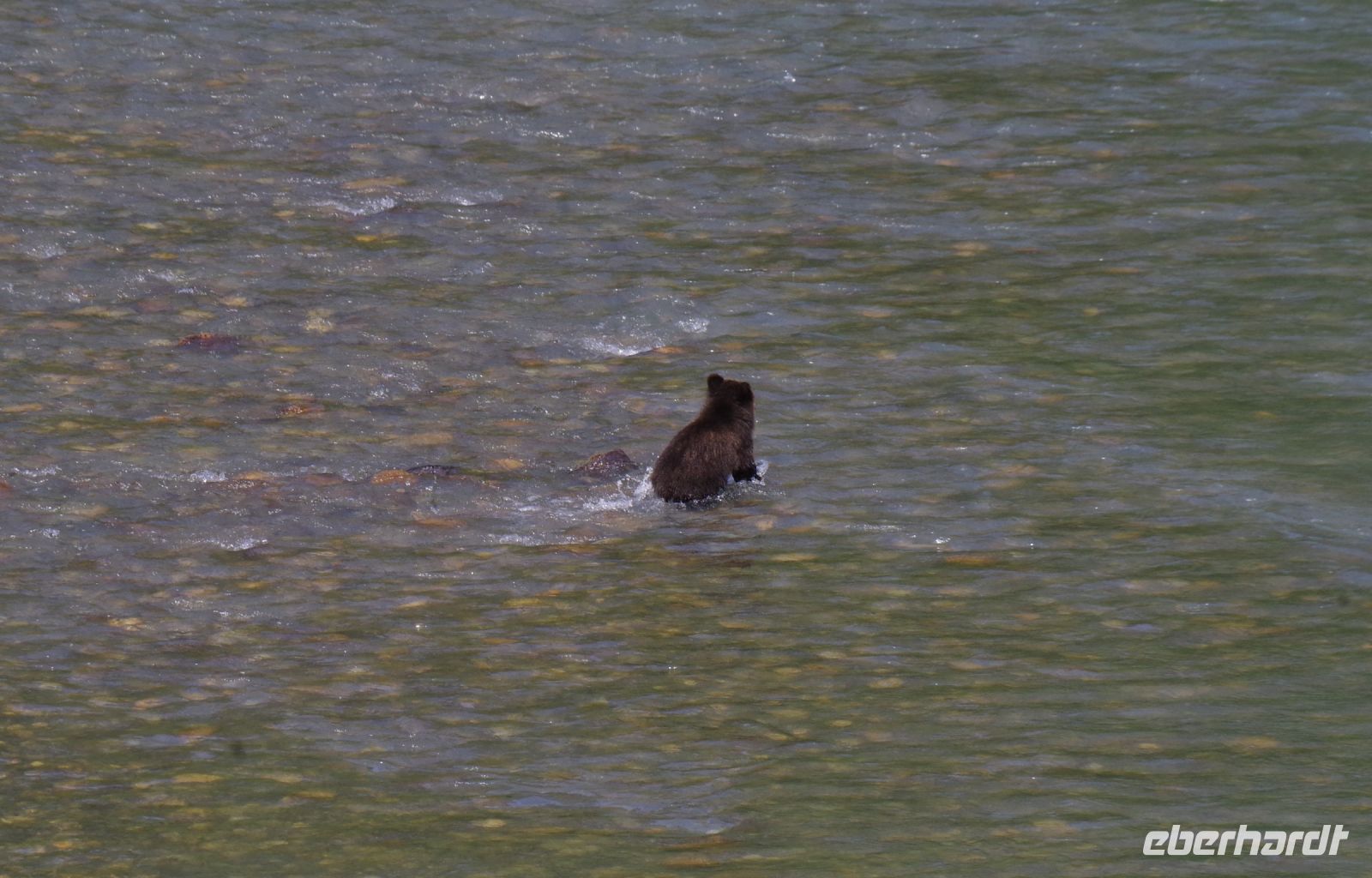 Grizzly Baby Bärenausflug
