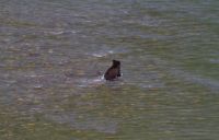 Grizzly Baby Bärenausflug