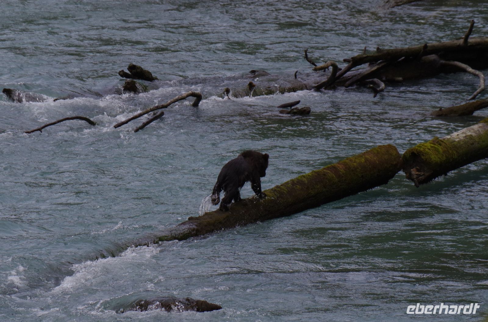 Grizzly Baby beim Fluss überqueren 3