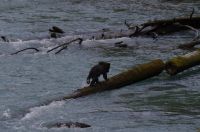 Grizzly Baby beim Fluss überqueren 3