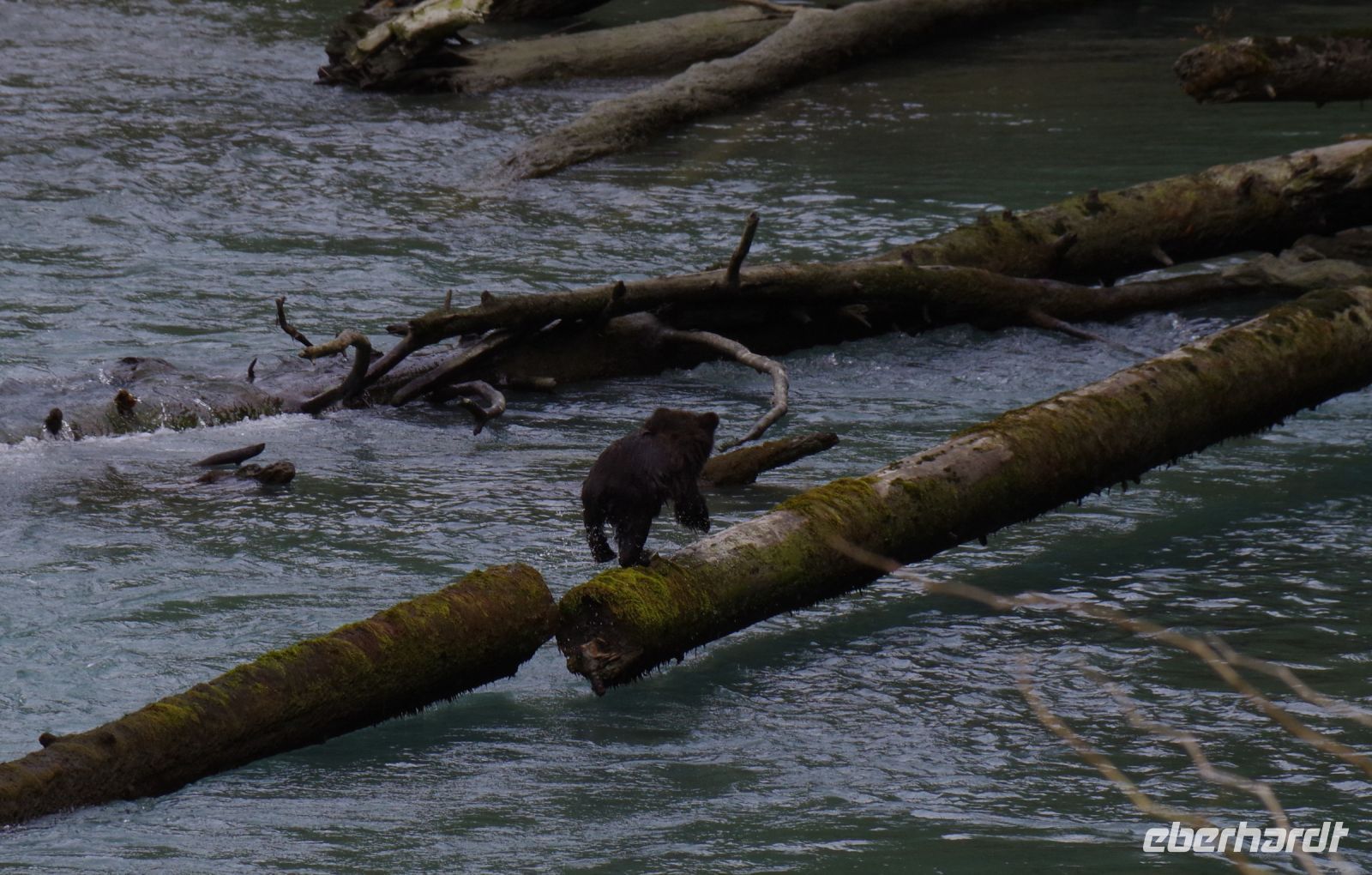 Grizzly Baby beim Fluss überqueren 4