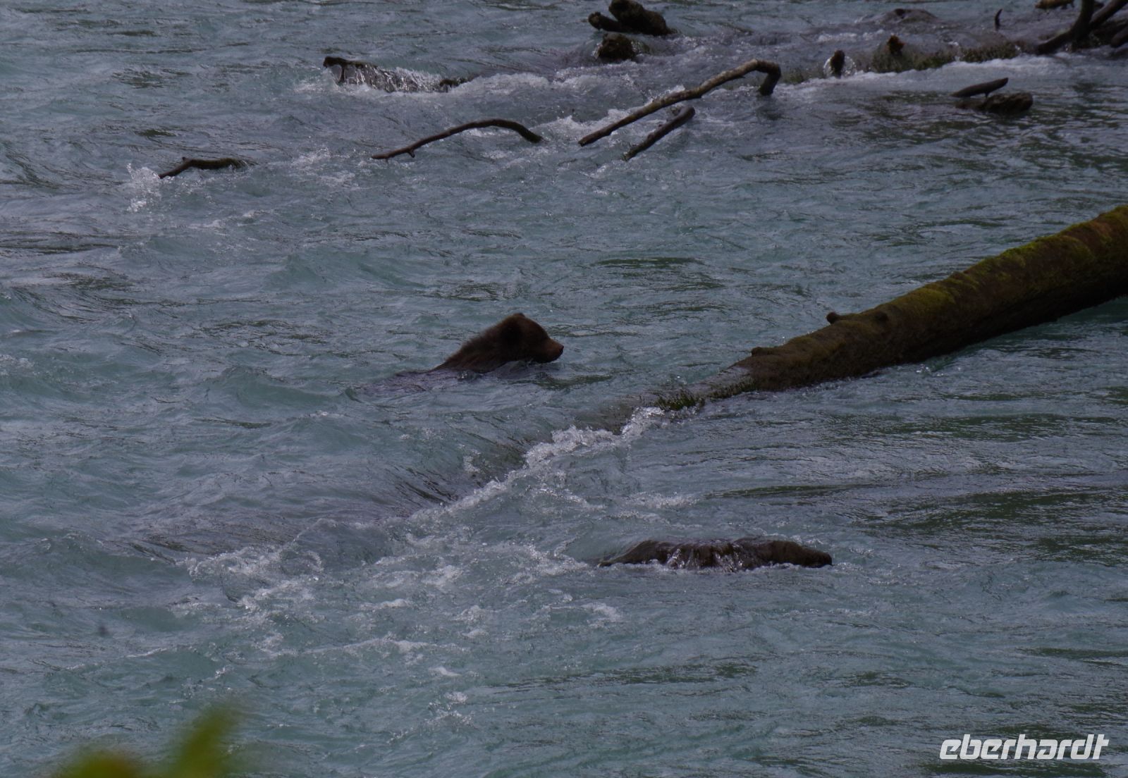 Grizzly Baby beim Fluss überqueren