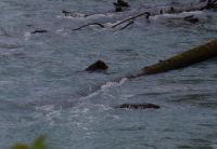 Grizzly Baby beim Fluss überqueren