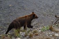 Grizzly Bär 3
