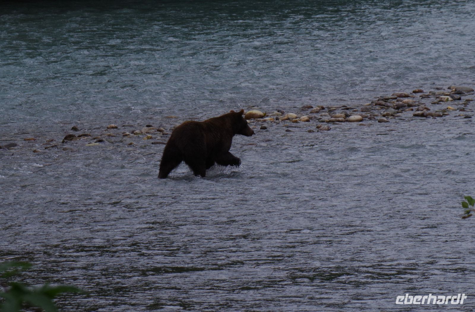 Grizzly Bär auf Lachsjagd 2
