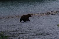 Grizzly Bär auf Lachsjagd 2