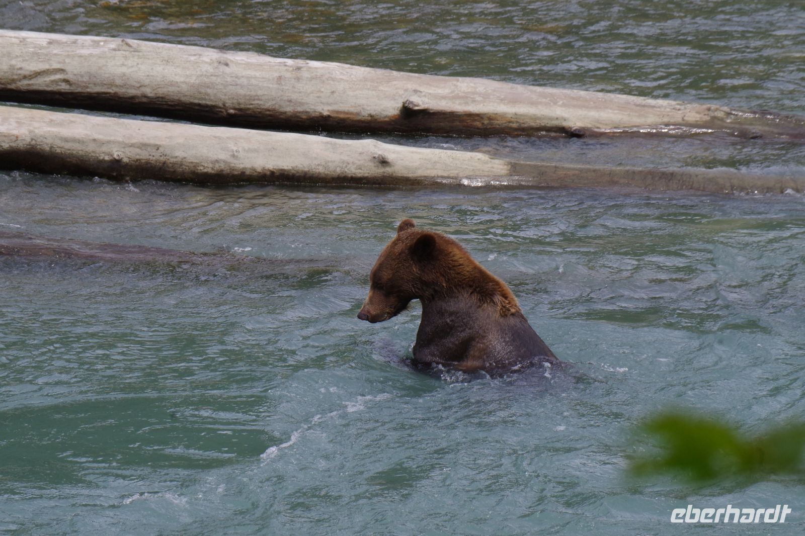 Grizzly Bär auf Lachsjagd