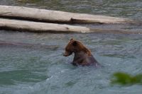 Grizzly Bär auf Lachsjagd