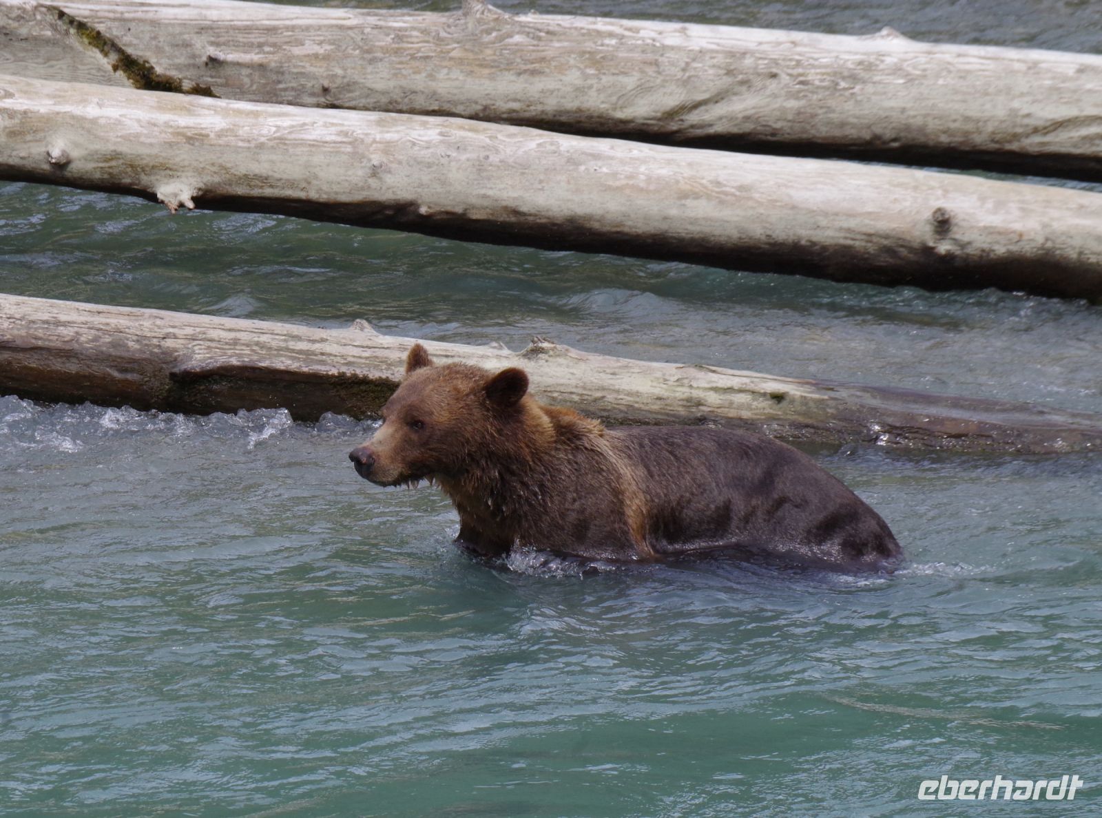 Grizzly Bär beim Lachsfang 2