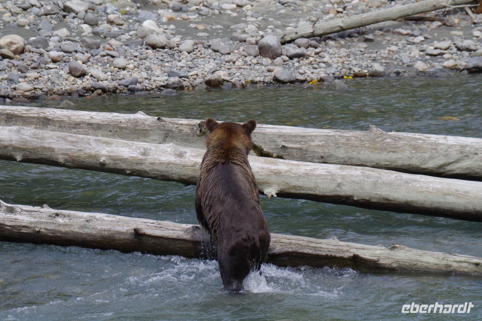 Grizzly Bär beim Lachsfang 4