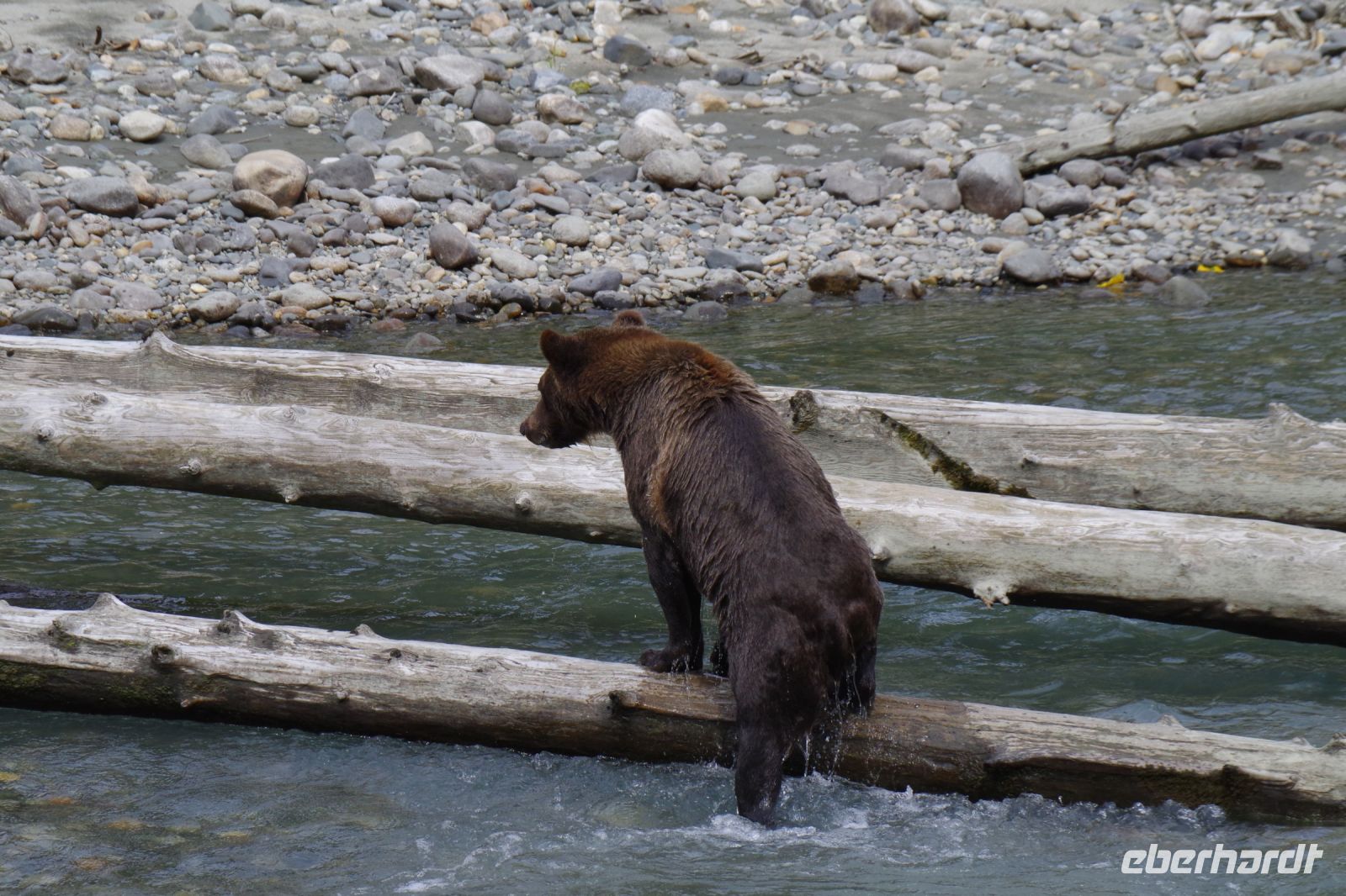 Grizzly Bär beim Lachsfang 5