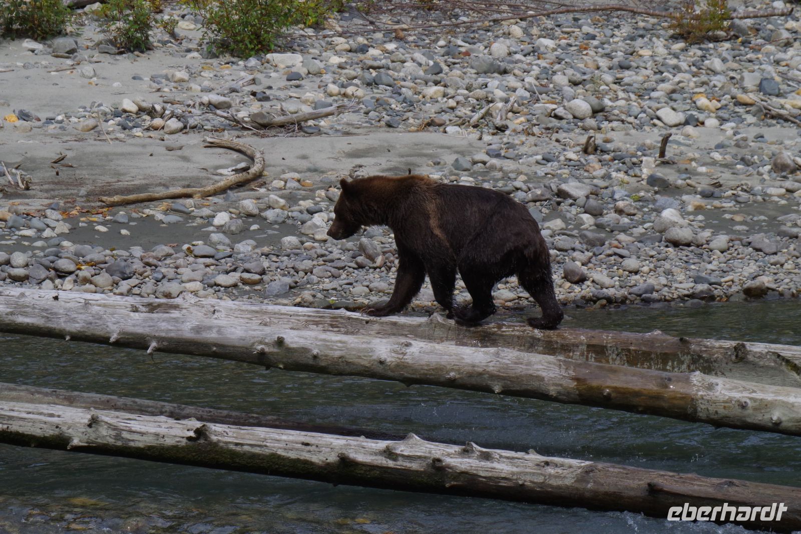 Grizzly Bär beim Lachsfang 6