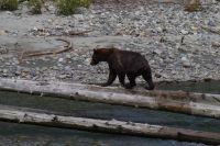 Grizzly Bär beim Lachsfang 6