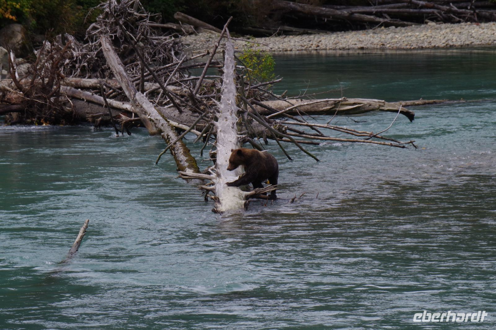 Grizzly Mutter auf Lachsjagd 2