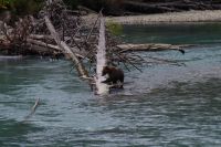 Grizzly Mutter auf Lachsjagd 2
