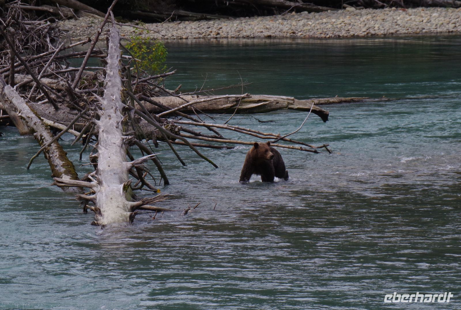 Grizzly Mutter auf Lachsjagd