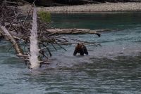 Grizzly Mutter auf Lachsjagd