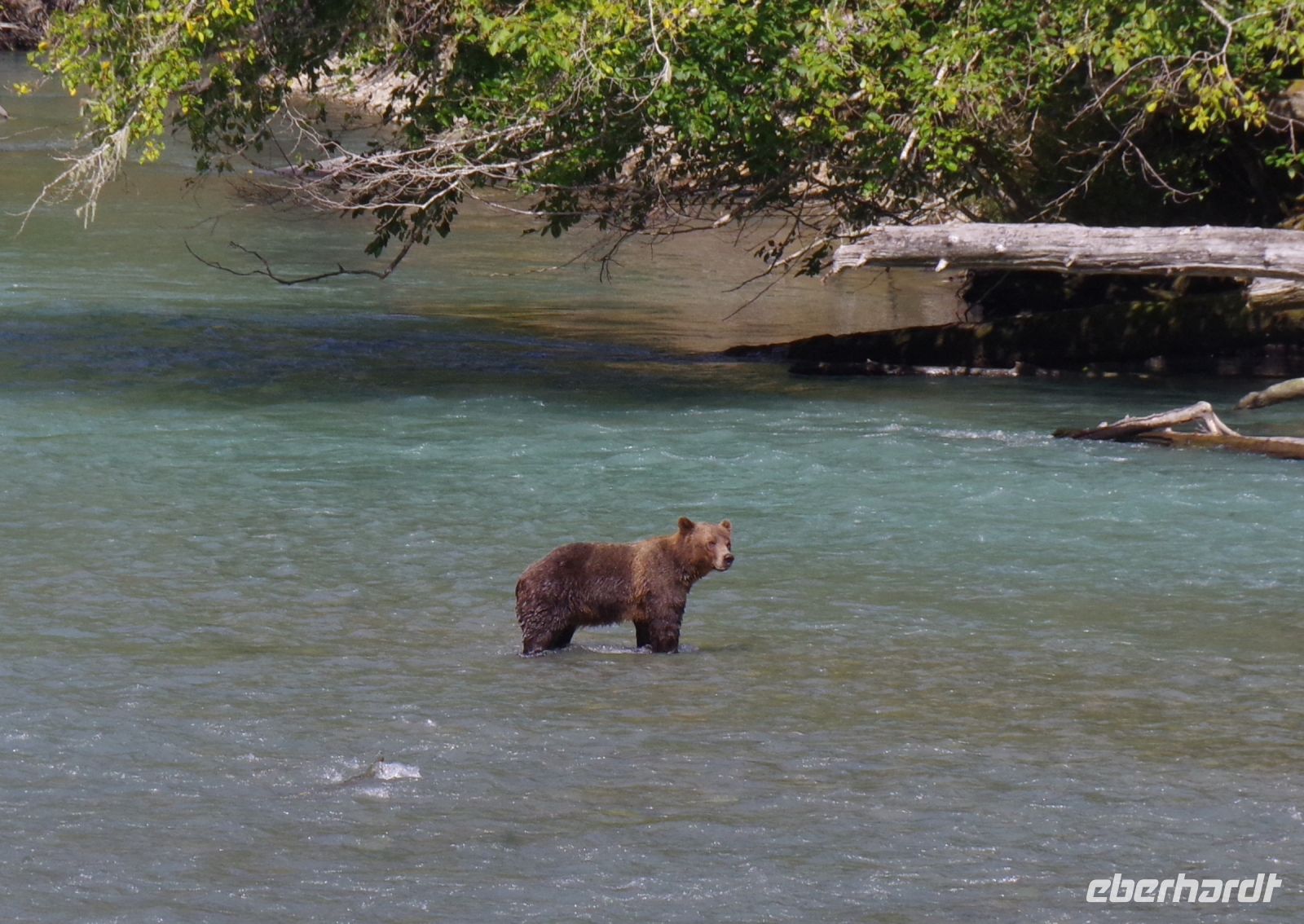 Grizzly Mutter Bärenausflug 2