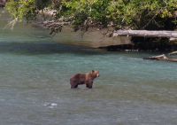 Grizzly Mutter Bärenausflug 2