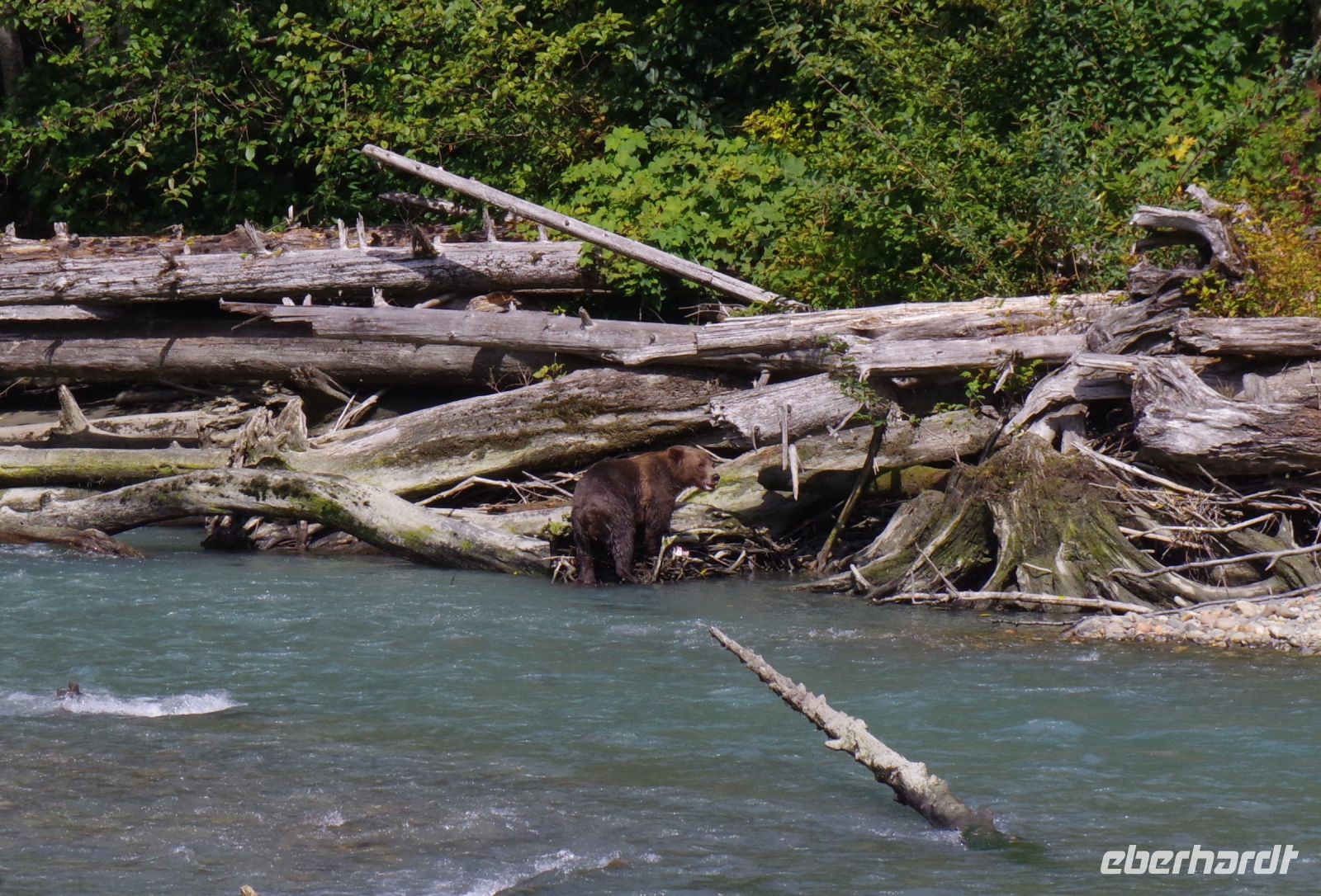 Grizzly Mutter Bärenausflug 3