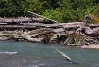 Grizzly Mutter Bärenausflug 3