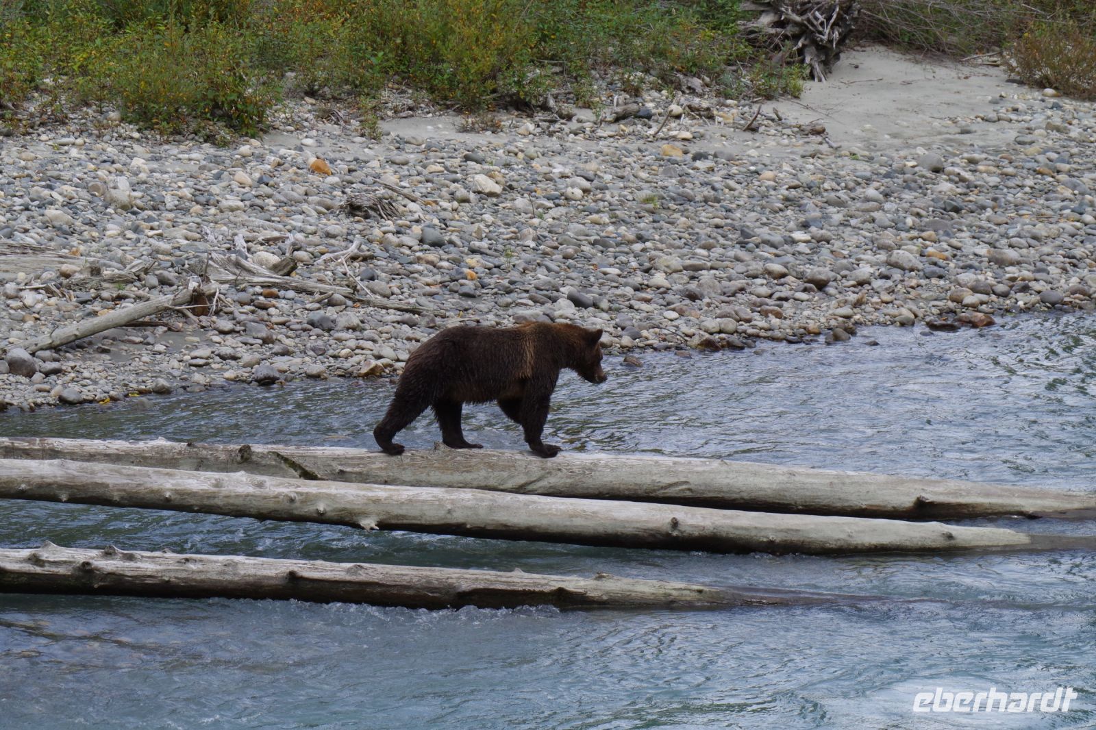 Grizzly Mutter Bärenausflug 4