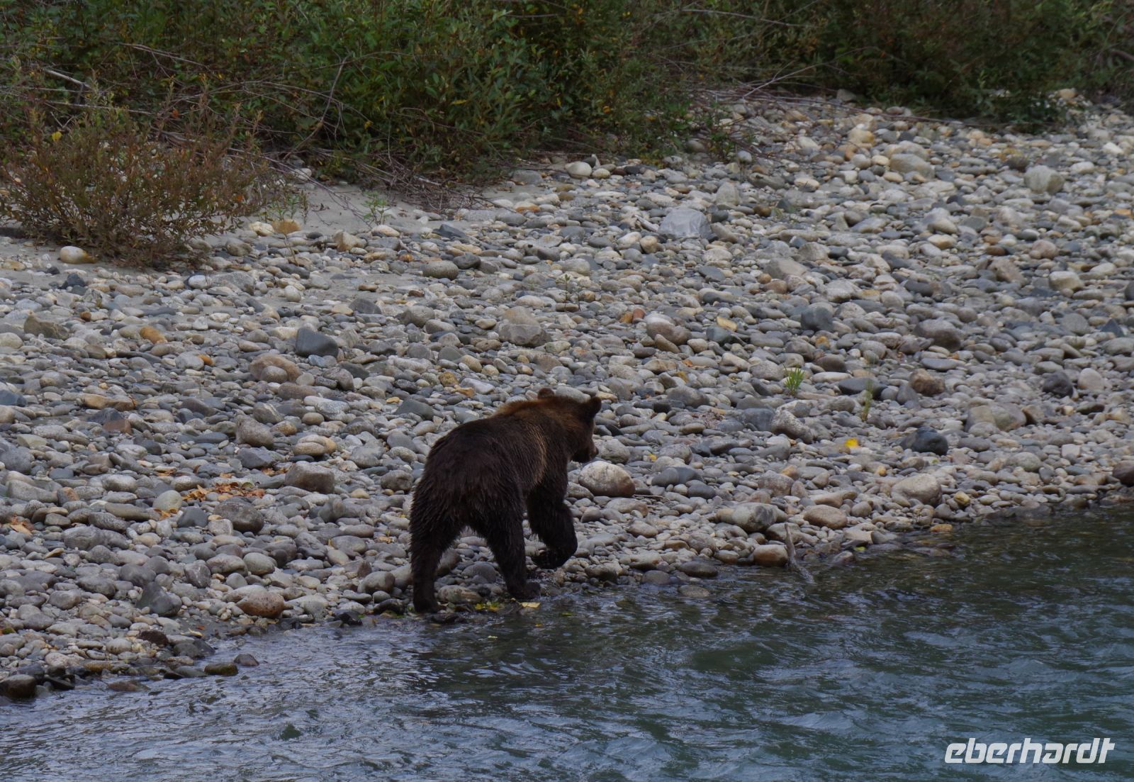 Grizzly Mutter Bärenausflug 5