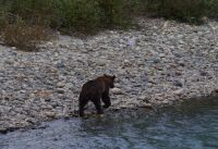 Grizzly Mutter Bärenausflug 5