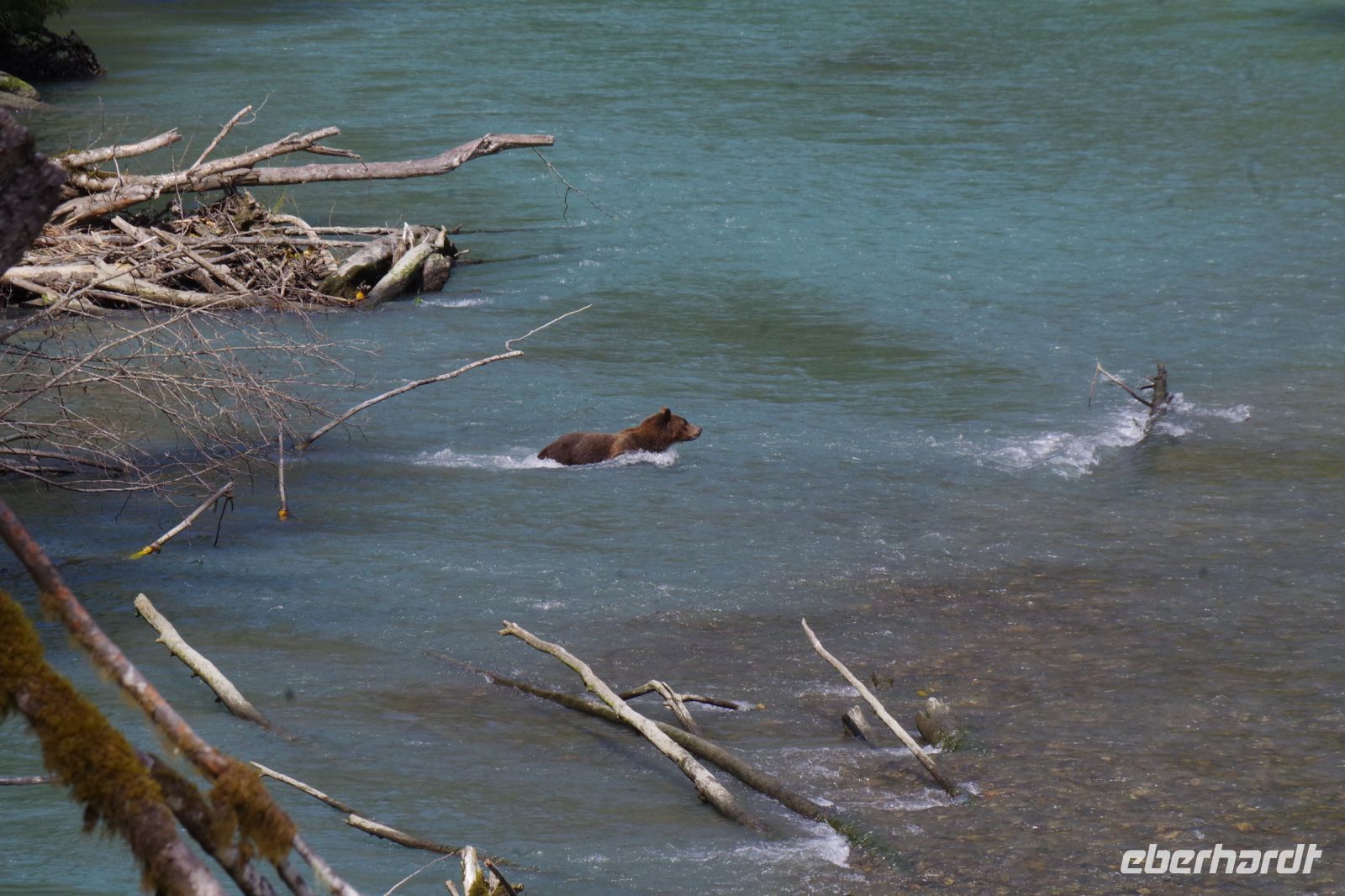 Grizzly Mutter Bärenausflug