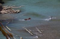 Grizzly Mutter Bärenausflug