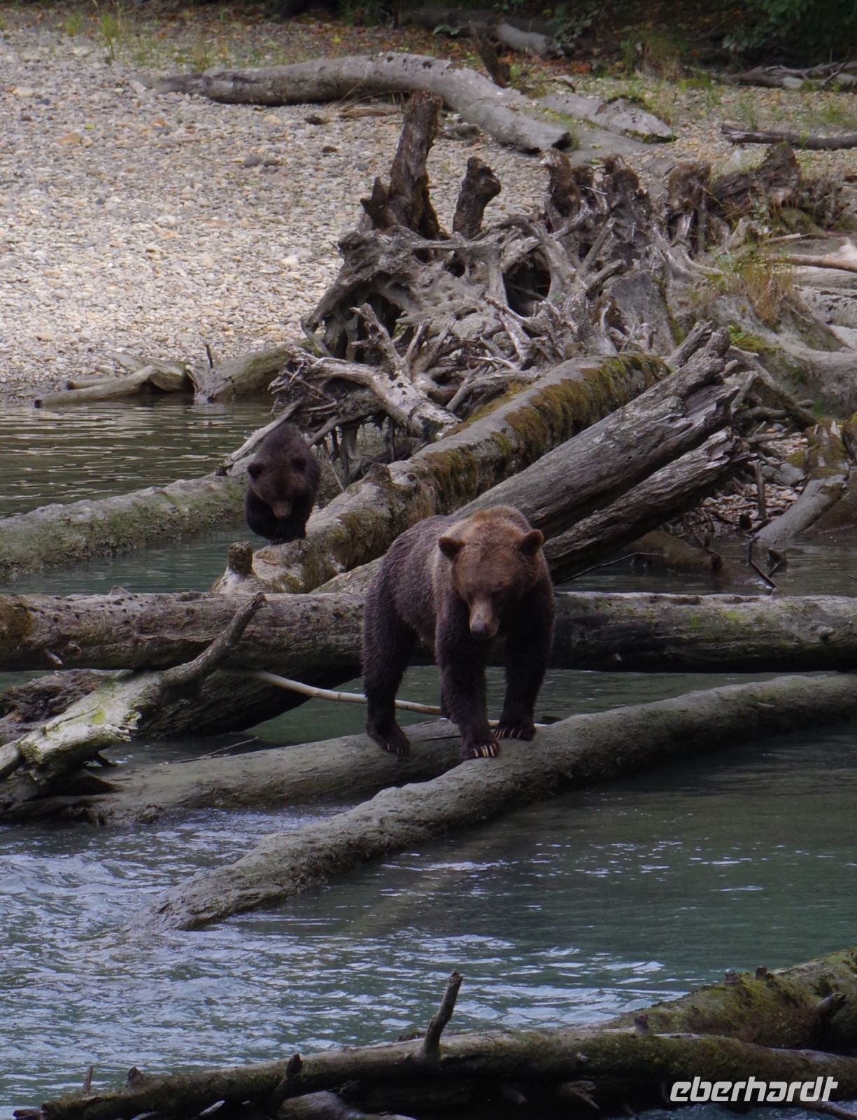 Grizzly Mutter und Jungtier 2