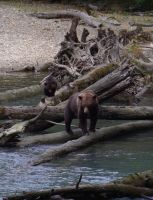 Grizzly Mutter und Jungtier 2