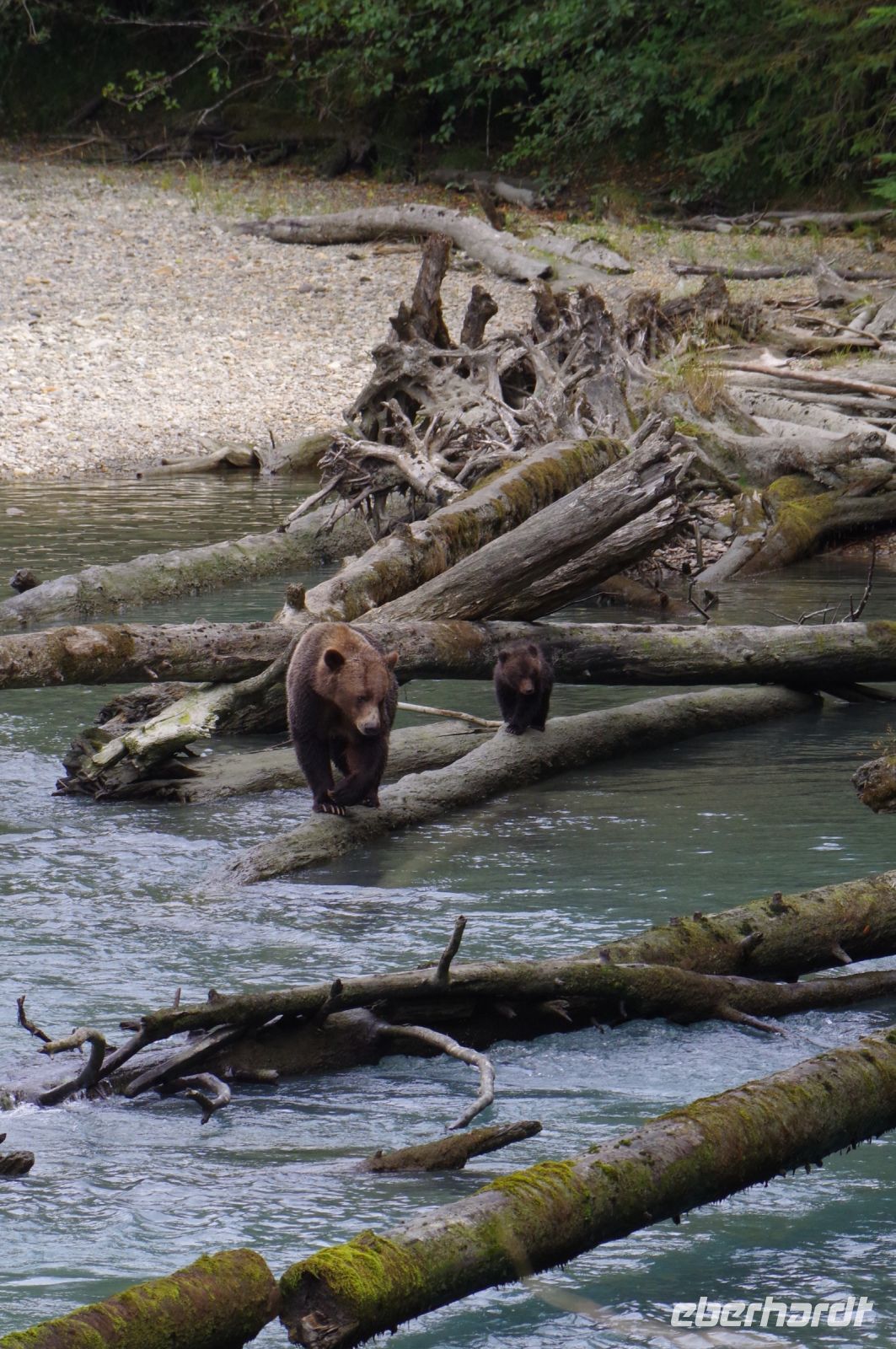 Grizzly Mutter und Jungtier 3