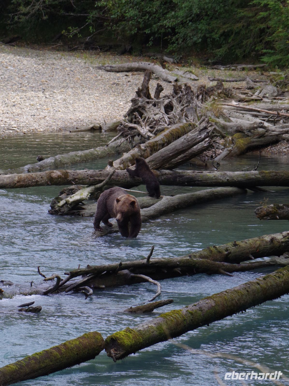 Grizzly Mutter und Jungtier 4