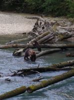 Grizzly Mutter und Jungtier 4