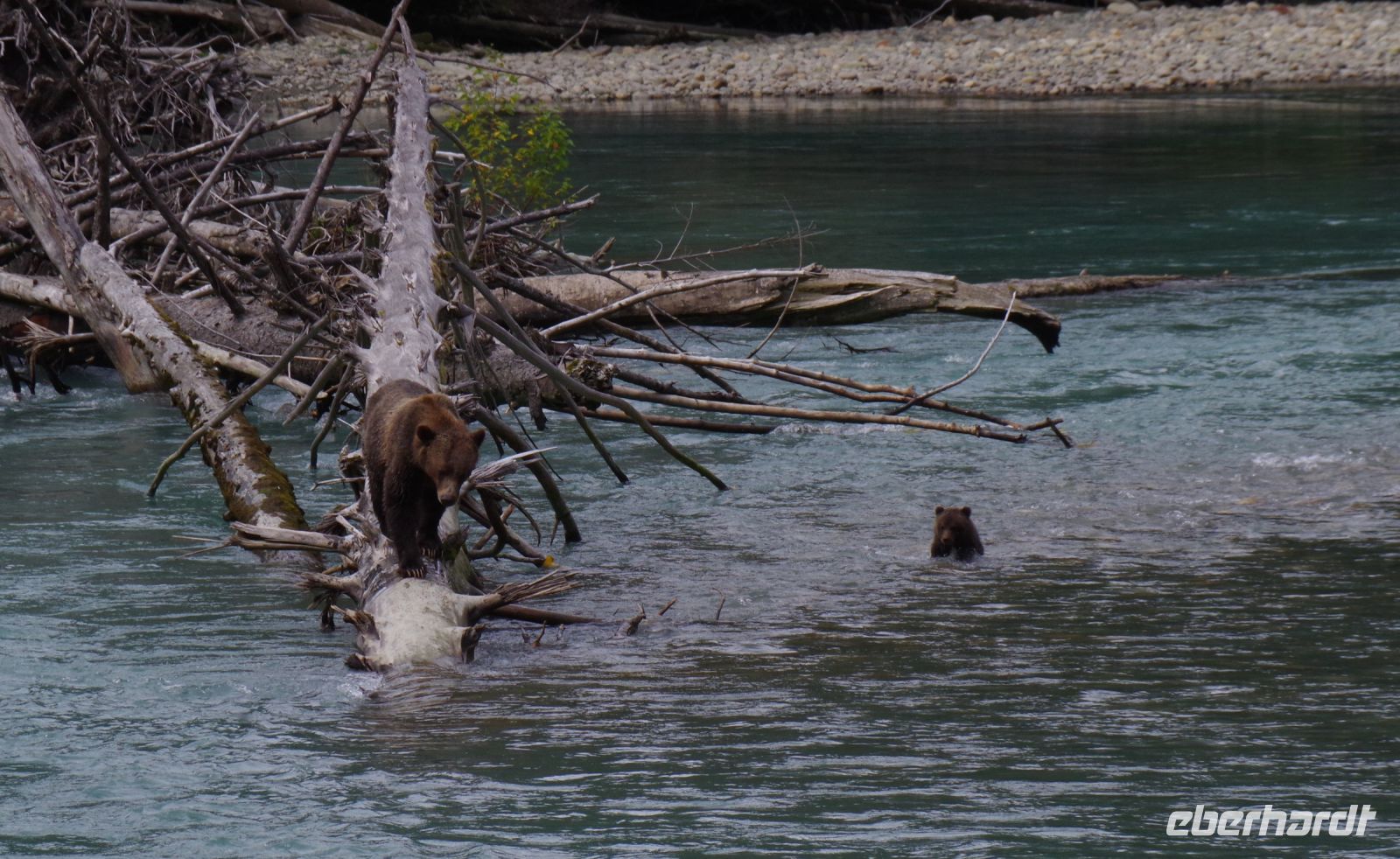 Grizzly Mutter und Jungtier auf Lachsjagd 2