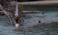 Grizzly Mutter und Jungtier auf Lachsjagd 2