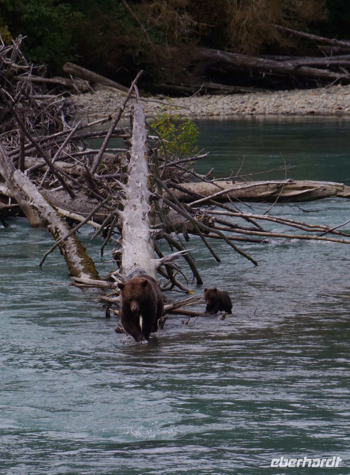 Grizzly Mutter und Jungtier auf Lachsjagd 3