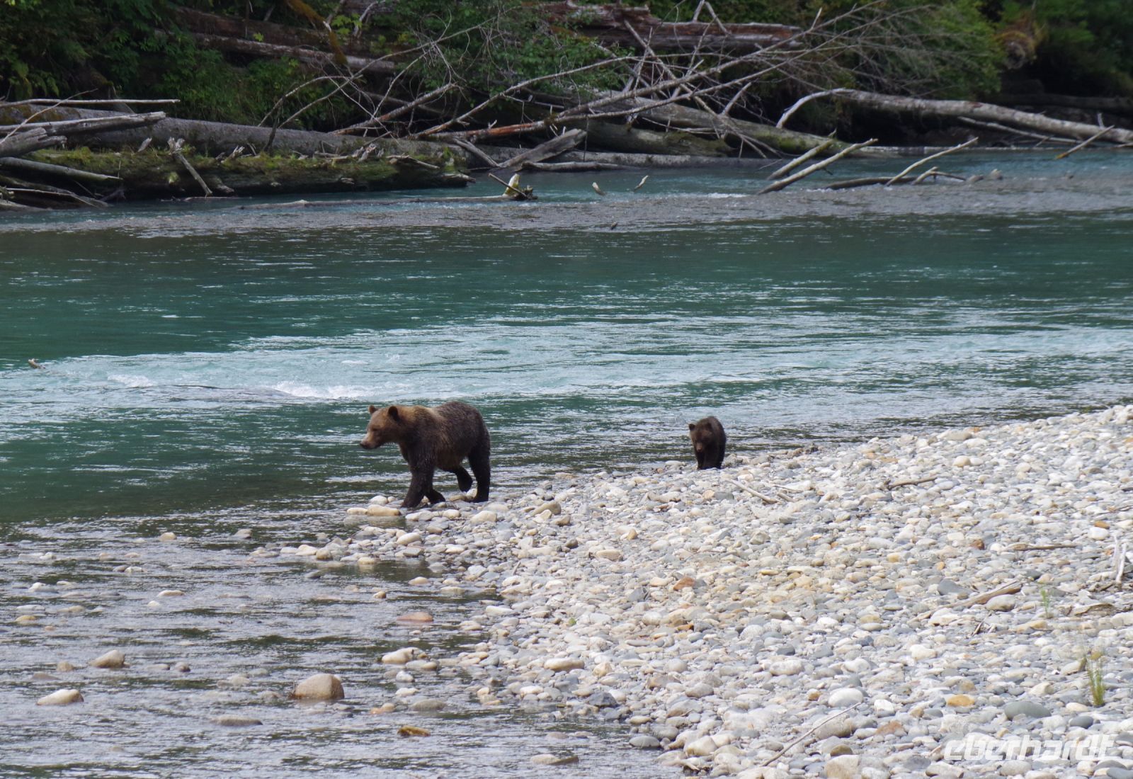 Grizzly Mutter und Jungtier auf Lachsjagd