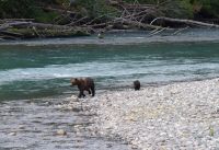 Grizzly Mutter und Jungtier auf Lachsjagd