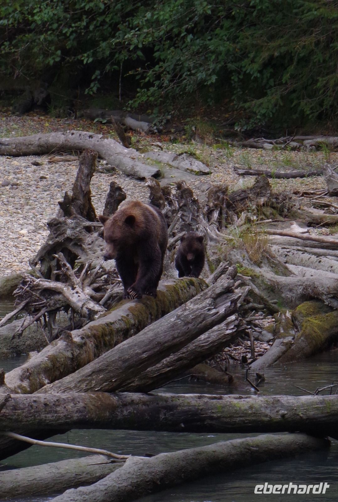 Grizzly Mutter und Jungtier