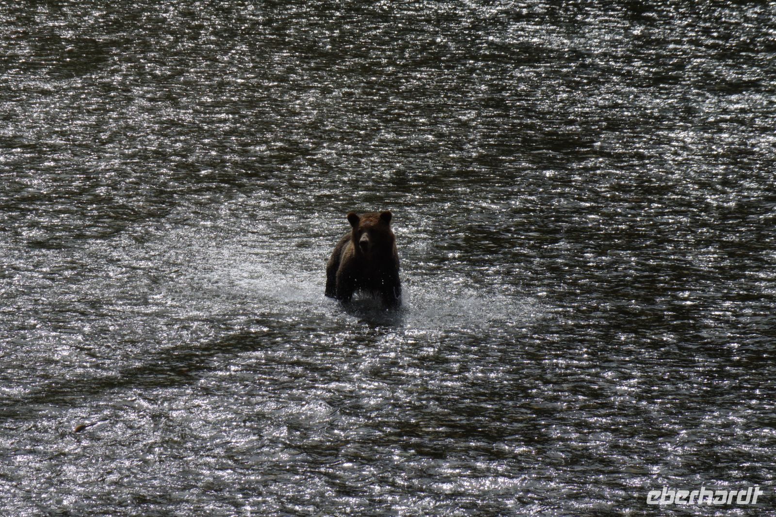 Grizzlybär auf Lachsjagd 3