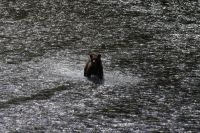 Grizzlybär auf Lachsjagd 3