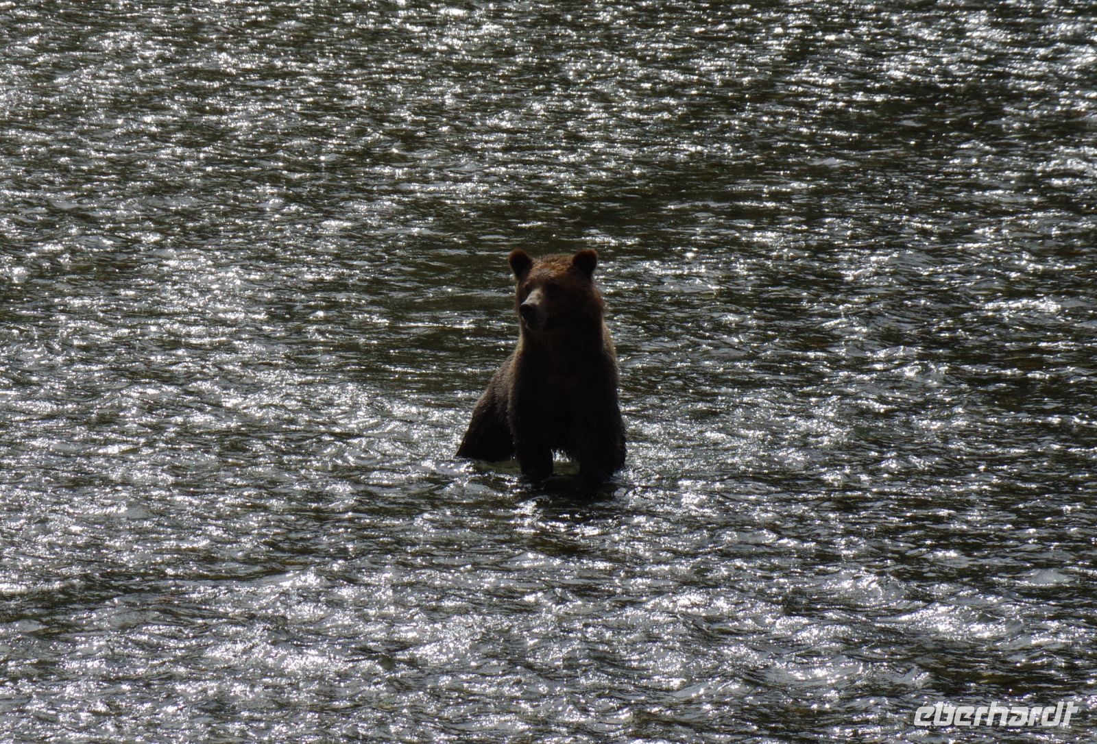 Grizzlybär auf Lachsjagd 4