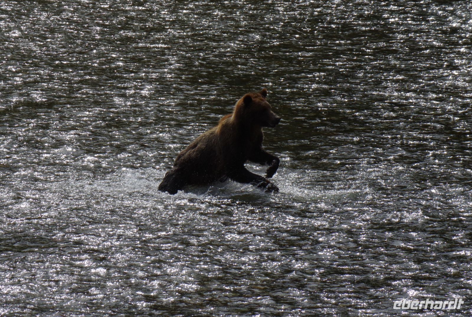 Grizzlybär auf Lachsjagd 5