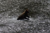 Grizzlybär auf Lachsjagd 5