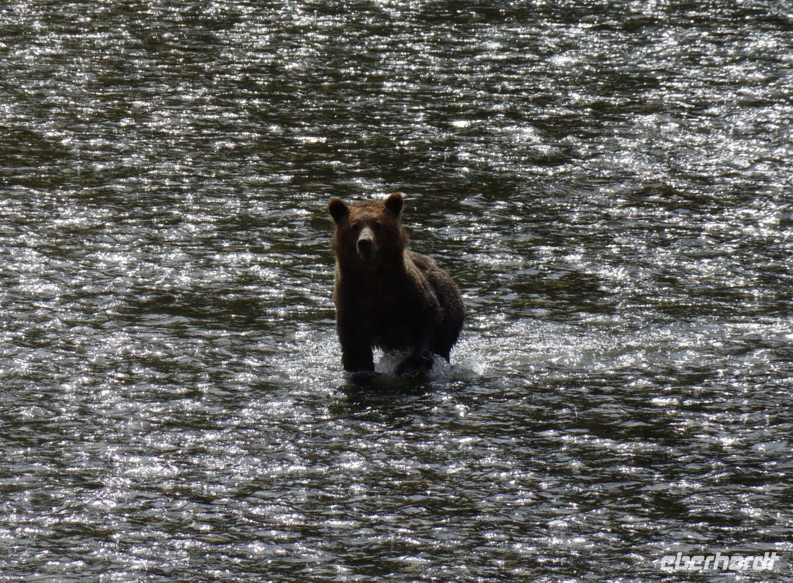 Grizzlybär auf Lachsjagd 6
